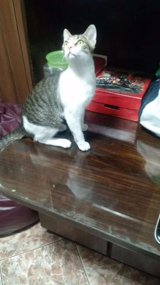 Gato ra a SRD idade 7 a 11 meses nome Lost