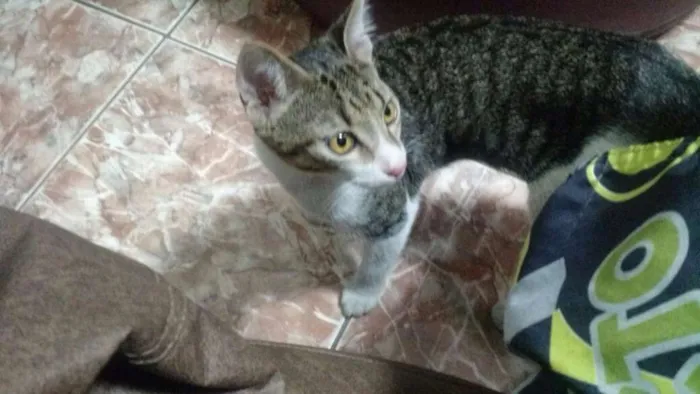Gato ra a SRD idade 7 a 11 meses nome Lost