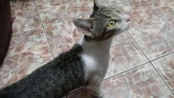 Gato ra a SRD idade 7 a 11 meses nome Lost