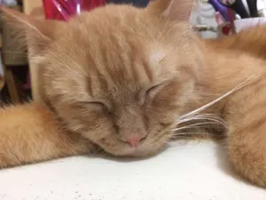 Gato raça - idade 2 anos nome Garfield