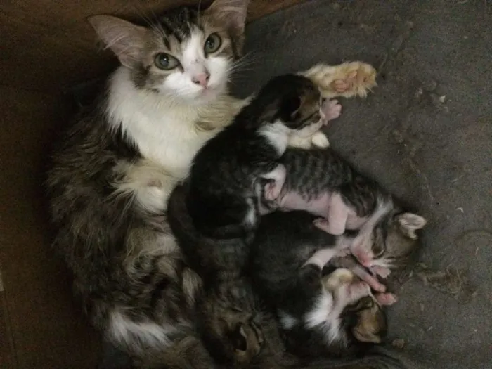 Gato raça Filhote de persa c outra raça idade 2 anos nome juju