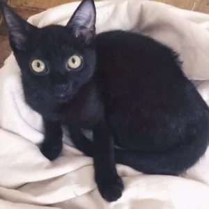 Gato raça gato preto idade 1 ano nome Fred