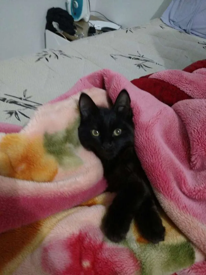 Gato ra a Preto idade 7 a 11 meses nome Pretinho 