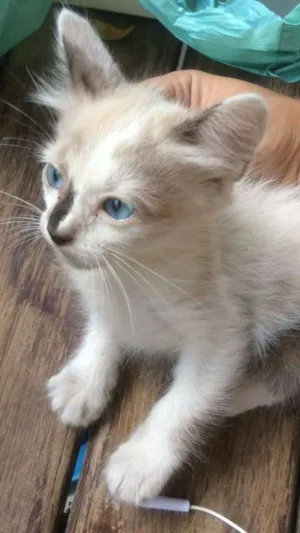 Gato raça  idade Abaixo de 2 meses nome N tem ainda