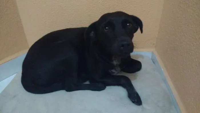 Cachorro ra a Vira lata idade 4 anos nome Pretinha