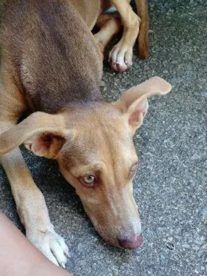 Cachorro raça Vira lata idade 7 a 11 meses nome Baby