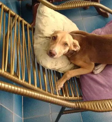 Cachorro raça Vira lata idade 7 a 11 meses nome Baby