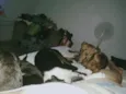 ELVIS