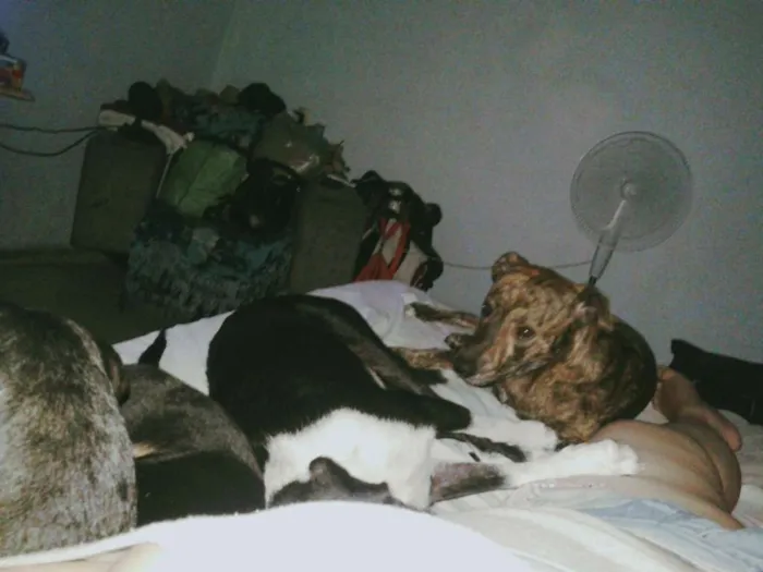 Cachorro ra a SRD idade 1 ano nome ELVIS