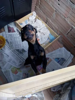 Cachorro raça Base idade 7 a 11 meses nome Shopp