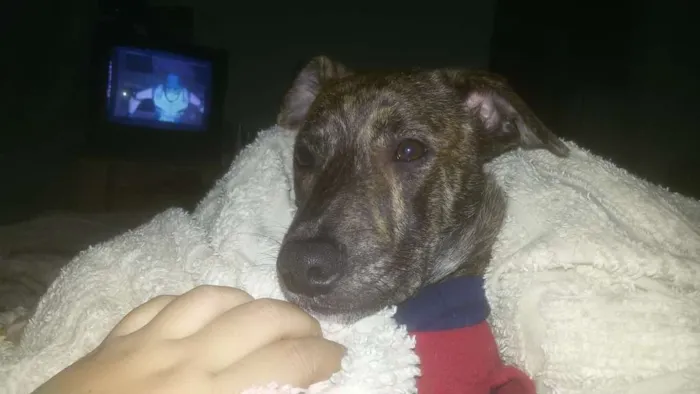 Cachorro ra a SRD idade 1 ano nome ELVIS
