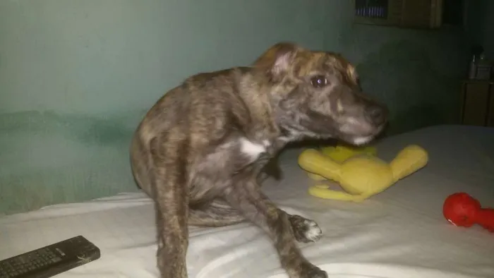 Cachorro ra a SRD idade 1 ano nome ELVIS