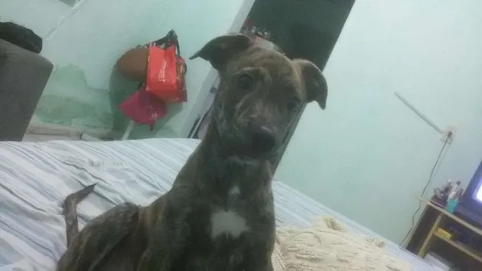 Cachorro ra a SRD idade 1 ano nome ELVIS