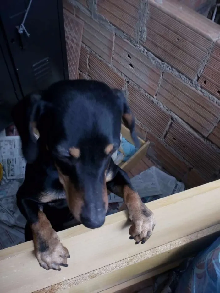 Cachorro raça Base idade 7 a 11 meses nome Shopp