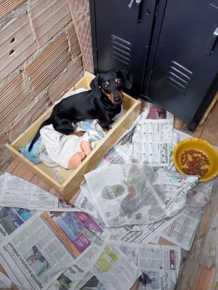 Cachorro raça Base idade 7 a 11 meses nome Shopp