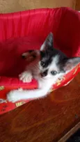 Filhotes 2 meses