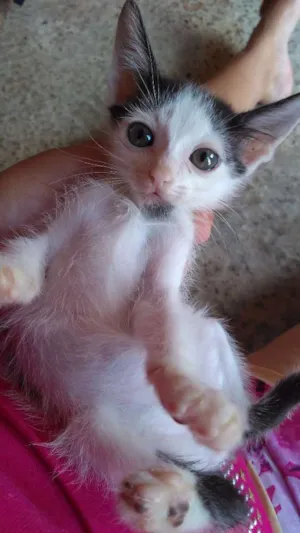 Gato raça SRD  idade 2 a 6 meses nome Filhotes 2 meses