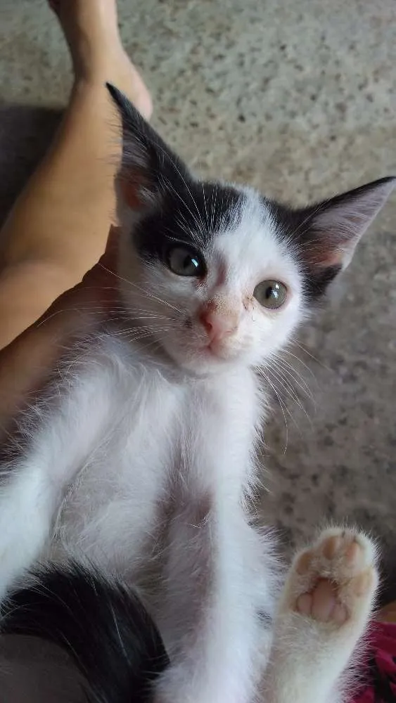 Gato ra a SRD  idade 2 a 6 meses nome Filhotes 2 meses