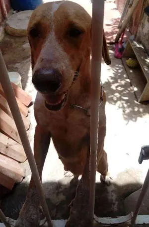 Cachorro raça Vira-lata idade 2 anos nome Mel