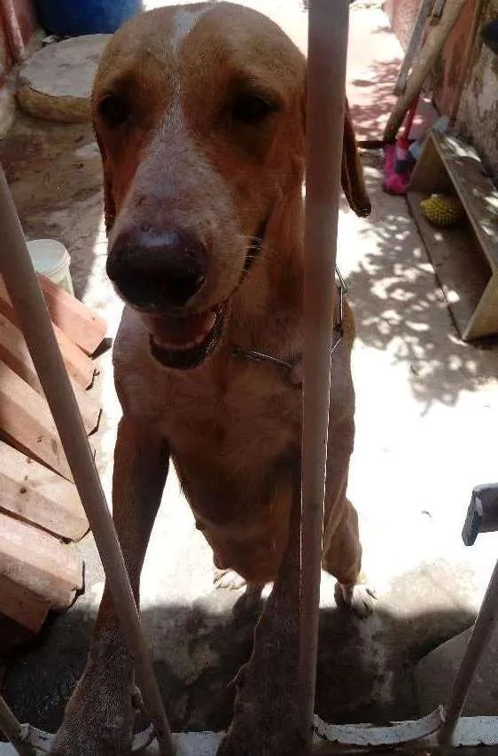 Cachorro ra a Vira-lata idade 2 anos nome Mel