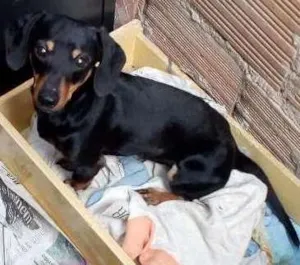 Cachorro raça Base idade 7 a 11 meses nome Shopp
