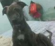 ELVIS