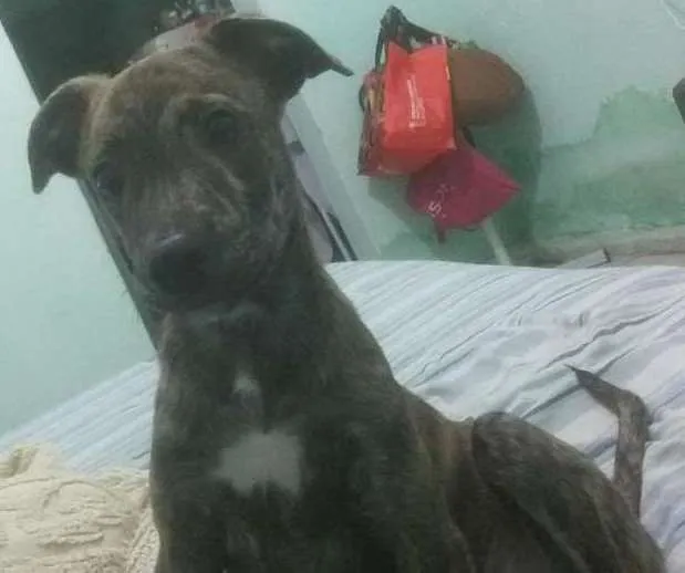 Cachorro ra a SRD idade 1 ano nome ELVIS