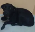Pretinha