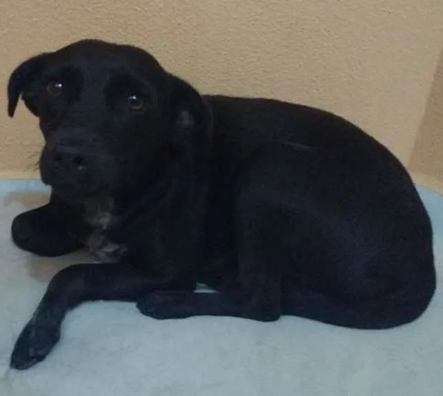 Cachorro ra a Vira lata idade 4 anos nome Pretinha