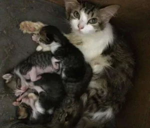 Gato raça Filhote de persa c outra raça idade 2 anos nome juju