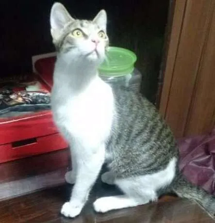 Gato ra a SRD idade 7 a 11 meses nome Lost