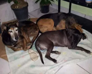 Cachorro raça Sem raça definida idade 6 ou mais anos nome Flor/ Sophia/ Cookie