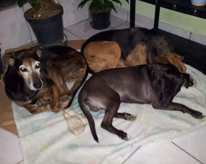 Cachorro ra a Sem raça definida idade 6 ou mais anos nome Flor/ Sophia/ Cookie