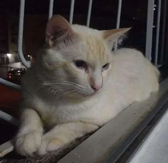 Gato ra a  idade 1 ano nome Moby Dick