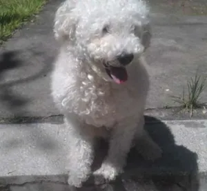 Cachorro raça Poodle idade 6 ou mais anos nome Fred