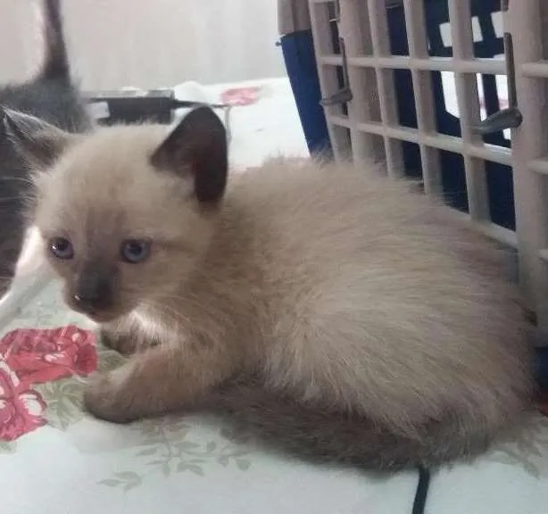 Gato ra a Indefinido idade Abaixo de 2 meses nome Indefinido