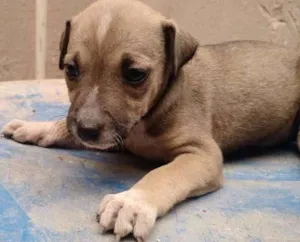 Cachorro raça SRD idade 2 a 6 meses nome Tarsila