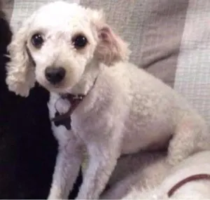 Cachorro raça Poodle idade 6 ou mais anos nome Theodora