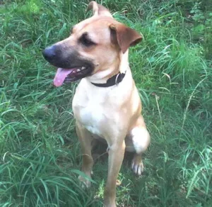 Cachorro raça SRD idade 7 a 11 meses nome Gustavo