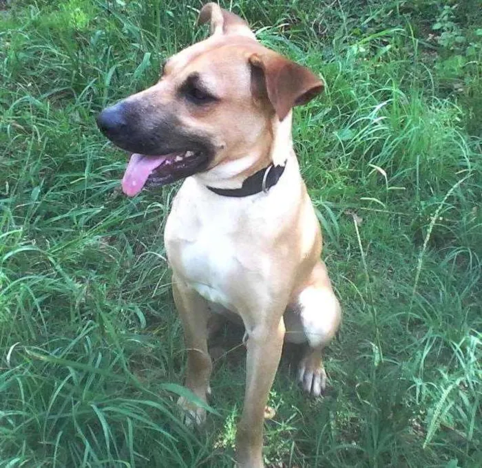 Cachorro ra a SRD idade 7 a 11 meses nome Gustavo