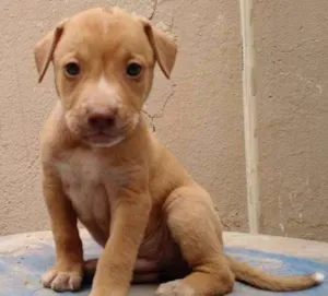 Cachorro raça SRD idade 2 a 6 meses nome Poseidon
