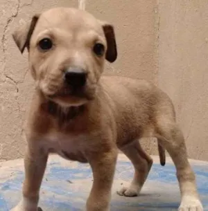 Cachorro raça SRD idade 2 a 6 meses nome Íris