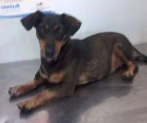 Cachorro raça SRD/ Basset idade 4 anos nome Flor