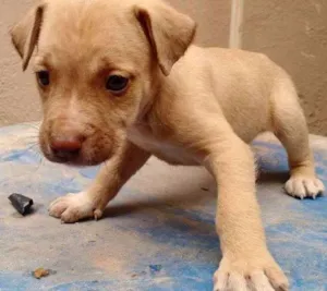 Cachorro raça SRD idade 2 a 6 meses nome Hércules