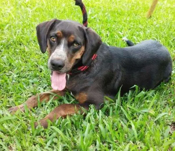 Cachorro ra a SRD/ Perdigueiro idade 6 ou mais anos nome Hórus