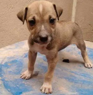 Cachorro raça SRD idade 2 a 6 meses nome Diana