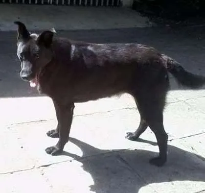 Cachorro ra a SRD/ Pastor Belga idade 5 anos nome Princesa