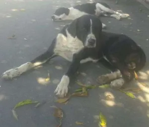 Cachorro raça Srd idade 2 anos nome Sem nome