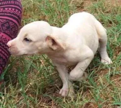 Cachorro ra a Vira Lata idade Abaixo de 2 meses nome Filhotes