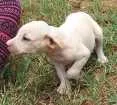 Cachorro raça Vira Lata idade Abaixo de 2 meses nome Filhotes